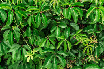 Lush Green Leaves Background or Foliage Texture