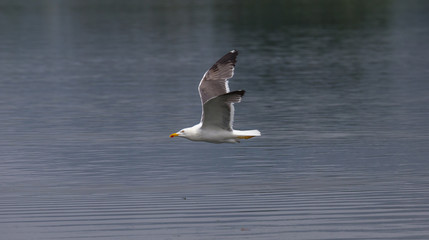 Larus Michahellis - Argentea Seagull - Cavado River, Portugal.