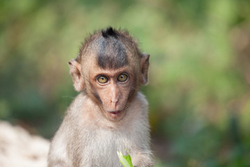 可愛いサル