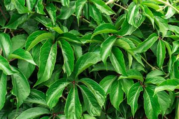 Lush Green Leaves Background or Foliage Texture