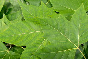 Green Lush Natural Background of Tree Leaves