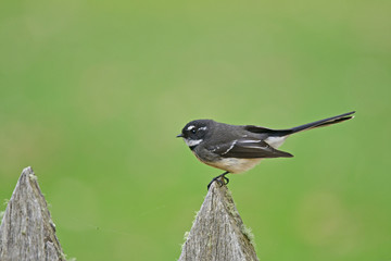 Grreey Fantail