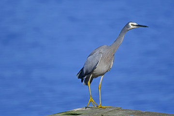 Blue Heron