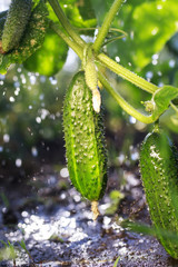 new fresh harvest vegetables vitamin green cucumbers grow on a bed on the farm in summer Sunny warm day  a rain