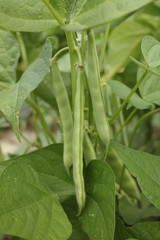 Fototapeta premium beans in the garden