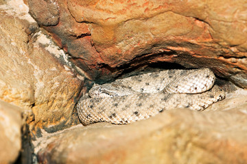 Sidewinder rattlesnake (Crotalus cerastes)