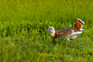 Great Bustard (Otis tarda)