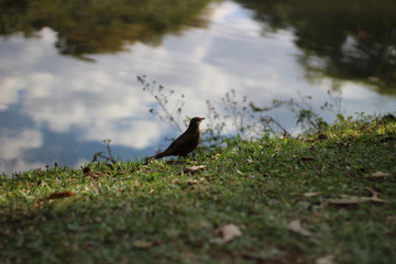 Pássaro São Paulo - Ibirapuera