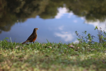 Pássaro  São Paulo - Ibirapuera 2