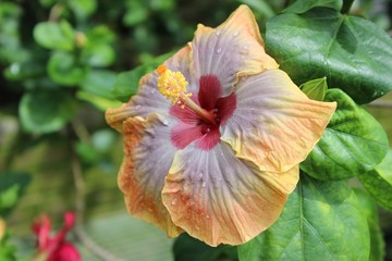 Obraz premium ORANGE AND GRAY HIBISCUS FLOWERS