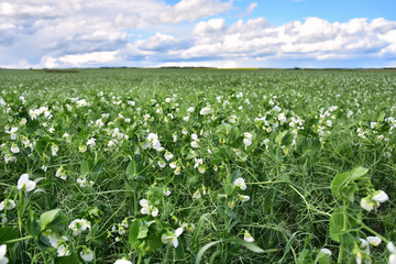 Agricultural Pea Crop