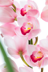 Obraz premium 花・洋ラン
