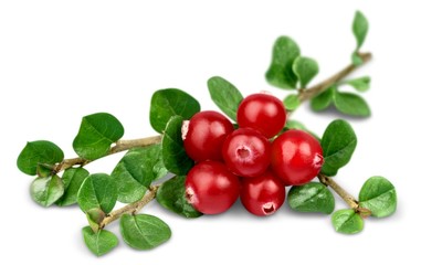 Cranberries