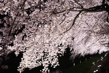 東京・野川の夜桜