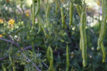 green leaf in garden
