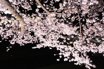 東京・野川の夜桜