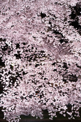 東京・野川の夜桜