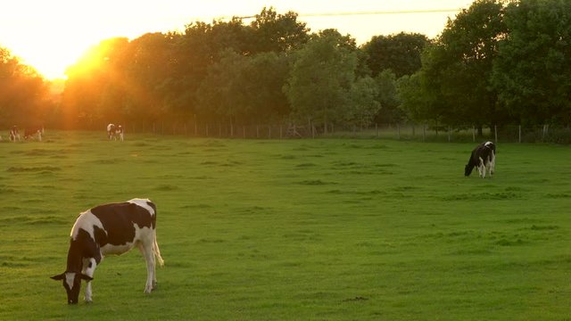 4K video clip showing herd of Friesian cows grazing, eating grass in a field on a farm at sunset or sunrise