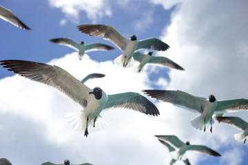 Birds flying close up