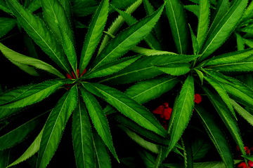 Green leaves background. Green leaves color tone dark  in the morning.