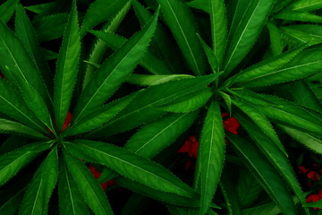 Green leaves background. Green leaves color tone dark  in the morning.