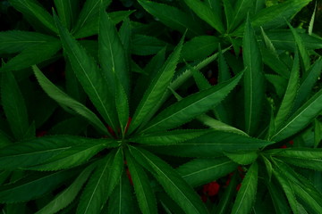 Green leaves background. Green leaves color tone dark  in the morning.