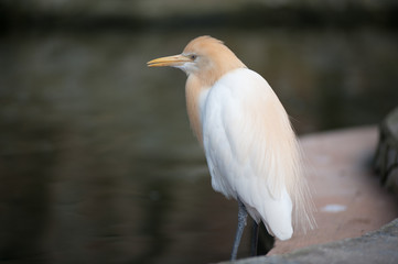 Birds in Kuala Lumpur