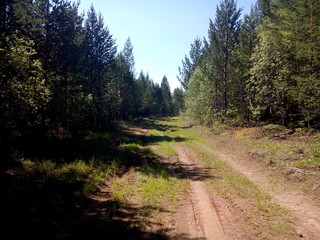 Лесная дорога