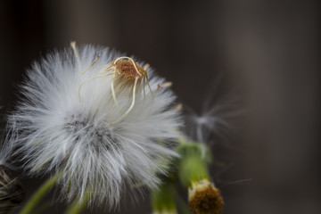 Close up grass white flower