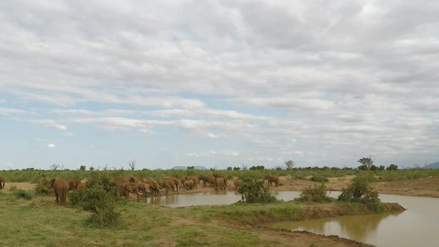 elephants in kenya