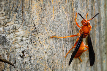 Red wasp on wood