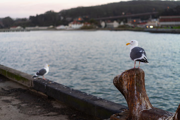 Obraz premium Bird on a stump looking out over the water