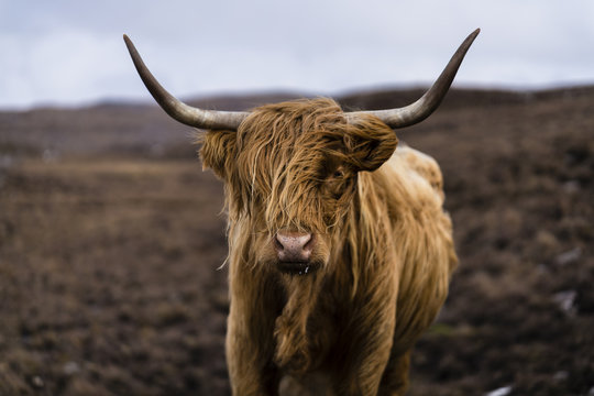 Highland Cattle In Scotland