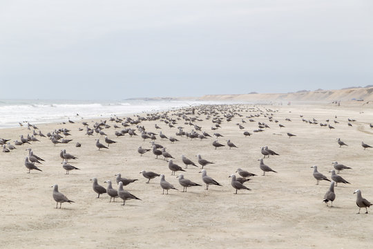 Gavietoas en la playa 