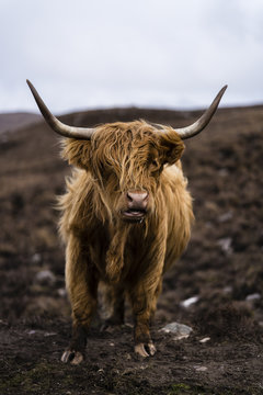 Highland cattle in Scotland