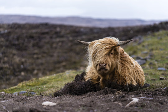 Baby Highland cattle in Scotland