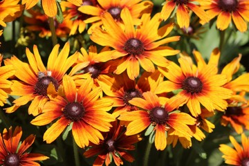 YELLOW AND ORANGE FLOWERS