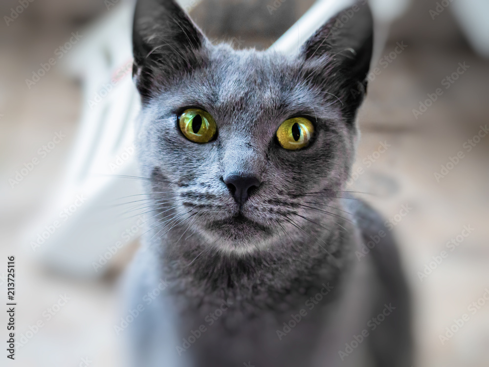 Wall mural Beautiful russian blue cat - closeup shot