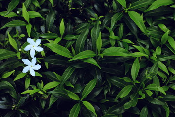 White flower and Green leaves background. Green leaves color tone dark  in the morning. 