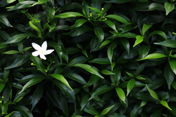White flower and Green leaves background. Green leaves color tone dark  in the morning. 