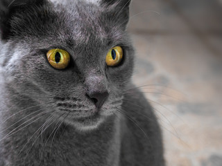 Beautiful russian blue cat with bright yellow eyes