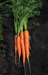useful ripe crop orange vegetable carrot lies in a vegetable garden on a black land on a farm
