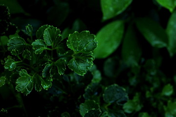 Green leaves and droplet water background. Green leaves color tone dark  in the morning.