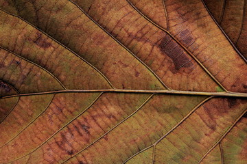 Dried leaf texture background .