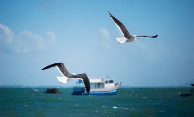 Fototapeta na wymiar Two seagulls flying by the beach