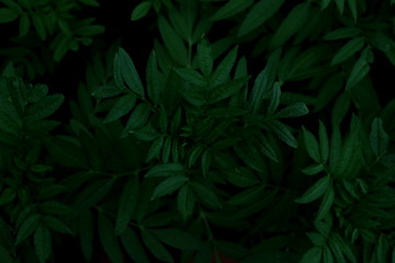 Naklejka na ściany i meble Green leaves background. Green leaves color tone dark in the morning. 