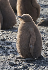 King Penguin Chick, South Georgia Island, Antarctic