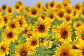 Fototapeta na wymiar Cumming, GA - JULY 16: Sunflower fields