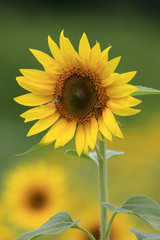 Cumming, GA - JULY 16:  Sunflower fields
