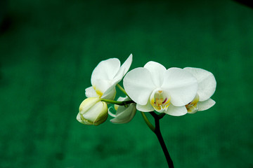 White Orchid Buds and Flowers
